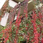 Acebos アリオンダス