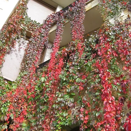 Acebos アリオンダス